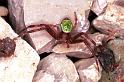 Misumenops_tricuspidatus_F0961_Z_83_Parcey_Frankrijk