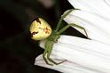 Misumenops_tricuspidatus_F1336_Z_82_Brousses-et-Villaret_Frankrijk