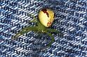 Misumenops_tricuspidatus_F1337_Z_84_Brousses-et-Villaret_Frankrijk