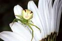 Misumenops_tricuspidatus_F1339_Z_80_Brousses-et-Villaret_Frankrijk
