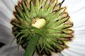 Misumenops_tricuspidatus_F1340_Z_82_Brousses-et-Villaret_Frankrijk