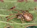 Ozyptila_praticola_D4384_Z_87_Oostvlieland_Nederland