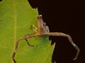 Sidymella_ZZ496_D6486_Z_88_Brisbane_Australie