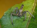 Sidymella_ZZ592_D6955_Z_90_Brisbane_Australie