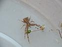Sidymella_hirsuta_D6735_Z_88_Brisbane_Australie