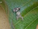 Sidymella_hirsuta_D6889_Z_88_Brisbane_Australie