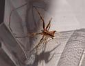Sidymella_hirsuta_D7557_Z_86_-_Australie