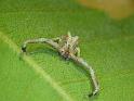 Sidymella_lobata_D6265_Z_87_Brisbane_Australie