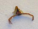 Sidymella_lobata_D6576_Z_88_Brisbane_Australie