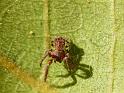 Sidymella_lobata_D6789_D_85_Brisbane_Australie
