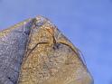 Sidymella_trapezia_D6357_Z_90_Brisbane_Australie