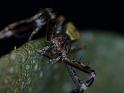 Stephanopis_barbipes_D6469_Z_87_Brisbane_Australie