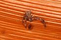 Stephanopis_barbipes_D8128_Z_89_Brisbane_Australie