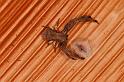 Stephanopis_barbipes_D8129_Z_90_Brisbane_Australie