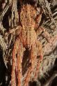 Stephanopis_cambridgei_D8013_Z_90_Darwin_Australie