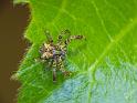 Stephanopis_corticalis_D6255_D_89_Brisbane_Australie
