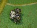 Stephanopis_corticalis_D6953_D_90_Brisbane_Australie