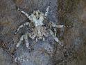 Stephanopis_pustulosa_D6379_Z_89_Brisbane_Australie