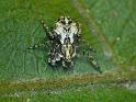 Stephanopis_pustulosa_D6922_Z_89_Brisbane_Australie