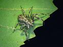 Stephanopis_pustulosa_D6957_O_90_Brisbane_Australie