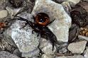 Synaema_globosum_P0521_Z_87_-_Frankrijk