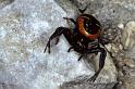Synaema_globosum_P0523_Z_87_-_Frankrijk