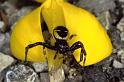 Synaema_globosum_P0528_Z_86_-_Frankrijk