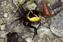 Synaema_globosum_P0529_Z_90_-_Frankrijk