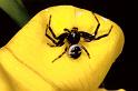Synaema_globosum_P0534_Z_80_Soube_Frankrijk
