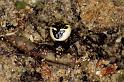 Synaema_globosum_P0537_Z_90_Soube_Frankrijk