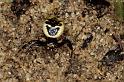 Synaema_globosum_P0538_Z_90_Soube_Frankrijk