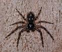 Tharpyna_campestrata_D3327_Z_89_Corrigin_Australie