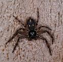 Tharpyna_campestrata_D3328_Z_90_Corrigin_Australie
