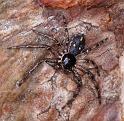 Tharpyna_campestrata_D3329_Z_88_Corrigin_Australie