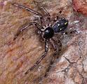Tharpyna_campestrata_D3330_Z_88_Corrigin_Australie