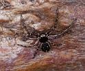 Tharpyna_campestrata_D3331_Z_88_Corrigin_Australie