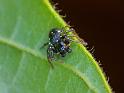 Tharpyna_diademata_D6568_Z_85_Brisbane_Australie