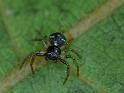Tharpyna_diademata_D6824_Z_88_Brisbane_Australie