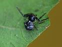 Tharpyna_diademata_D6862_Z_88_Brisbane_Australie