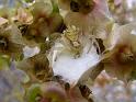 Thomisus_onustus_D2900_Z_88_-_Zwitserland
