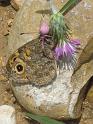 Thomisus_onustus_D4760_Z_85_-_Frankrijk