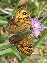 Thomisus_onustus_D4761_Z_85_-_Frankrijk