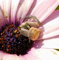 Thomisus_onustus_D8167_Z_89_-_Portugal