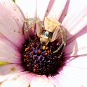 Thomisus_onustus_D8168_Z_89_-_Portugal