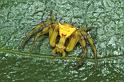 Thomisus_onustus_P0559_Z_90_Soube_Frankrijk