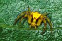 Thomisus_onustus_P0560_Z_90_Soube_Frankrijk