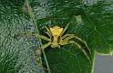Thomisus_onustus_P0561_Z_91_Soube_Frankrijk