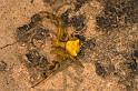 Thomisus_onustus_P1301_Z_76_Kalamata_Griekenland