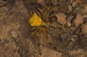Thomisus_onustus_P1303_Z_82_Kalamata_Griekenland