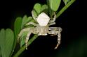 Thomisus_spectabilis_D2766_Z_82_-_Australie